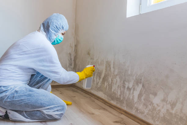 Licensed Mold Remediation service in Cedar Springs, MI - WQB Mold Removal